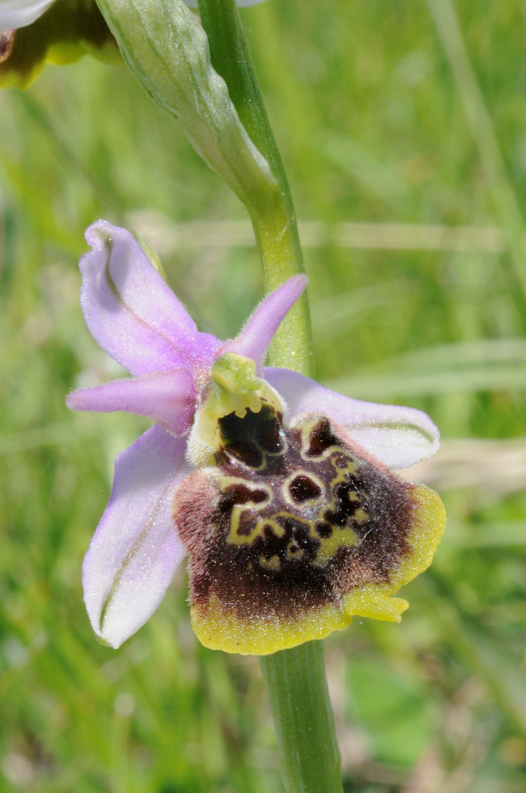 Ophrys dalle Langhe